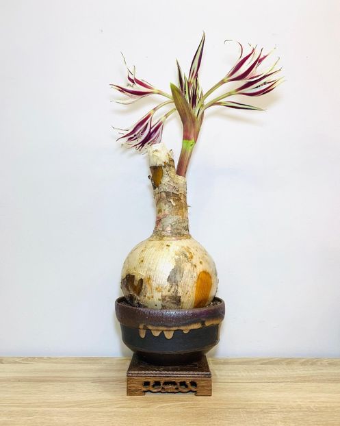 Crinum graminicola - Vase - aranjamente - accesorii
