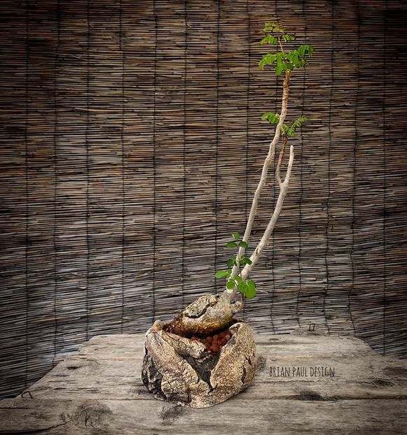 Moringa oleifera - Vase - aranjamente - accesorii