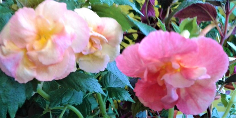  - 0000 ACHIMENES