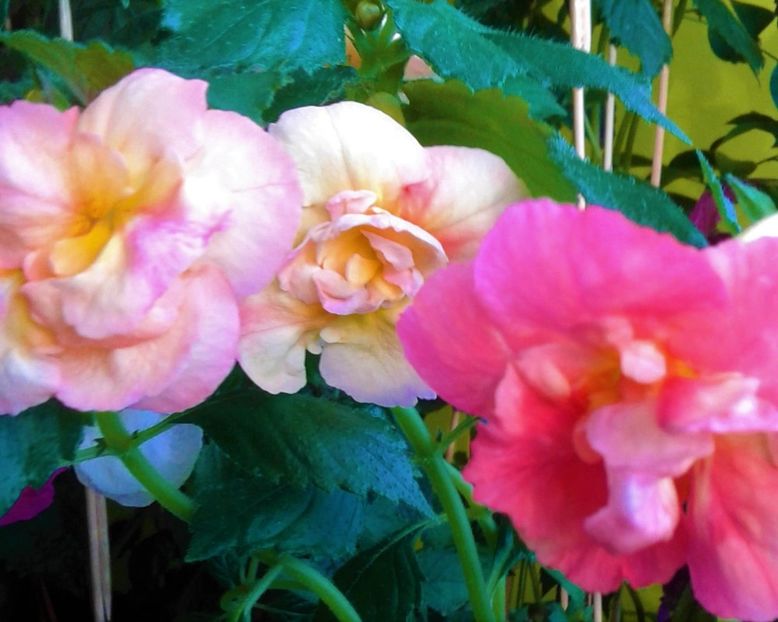  - 0000 ACHIMENES