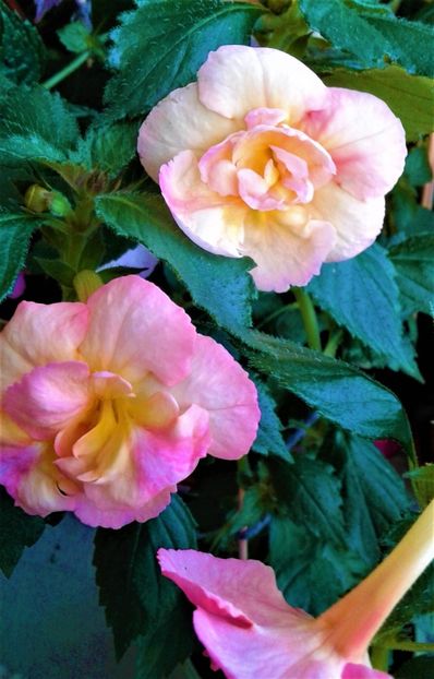  - 0000 ACHIMENES