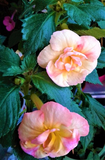  - 0000 ACHIMENES