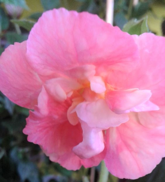  - 0000 ACHIMENES