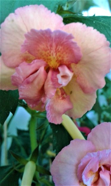  - 0000 ACHIMENES