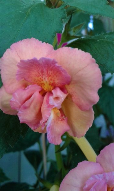  - 0000 ACHIMENES