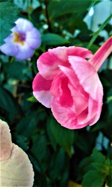  - 0000 ACHIMENES