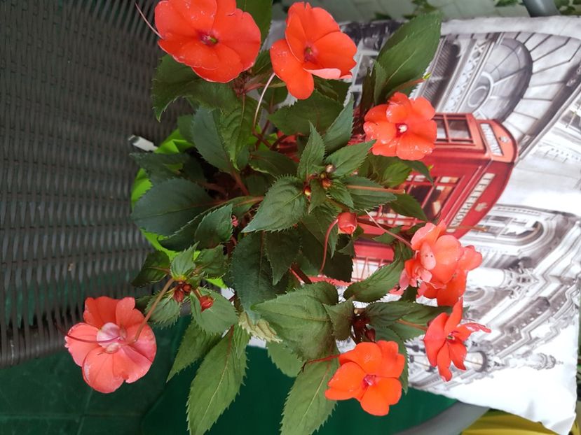  - Gradina din balcon