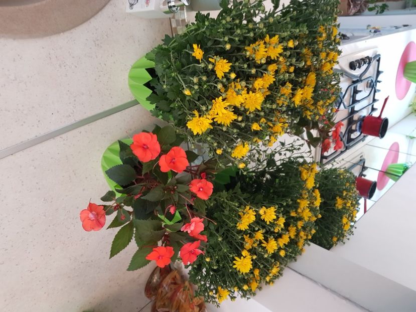  - Gradina din balcon