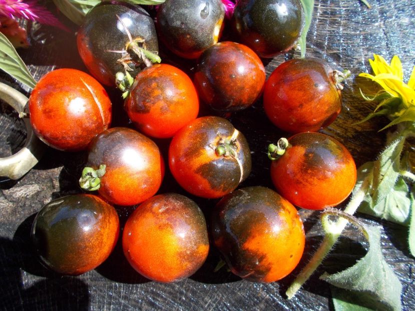  - SEMINTE ROSII - T 591 FAHRENHEIT BLUES