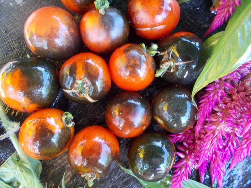  - SEMINTE ROSII - T 591 FAHRENHEIT BLUES