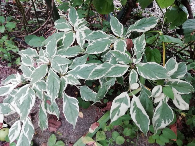 Cornus controversa variegata - Grădina 2020 continuare 2