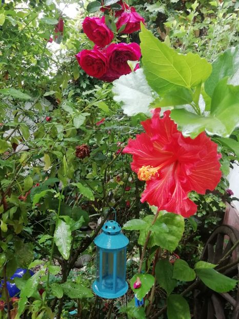  - Grădina 2020 continuare 2