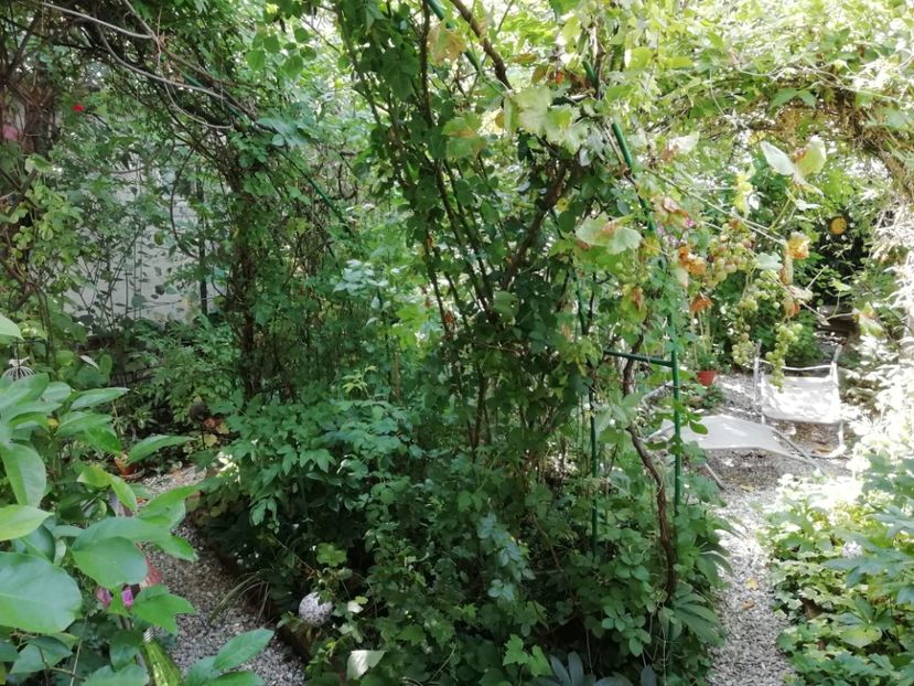  - Grădina 2020 continuare 2