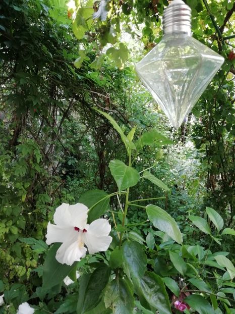  - Grădina 2020 continuare 2