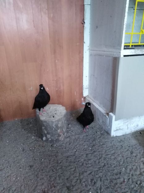  - Jucător de ardeal