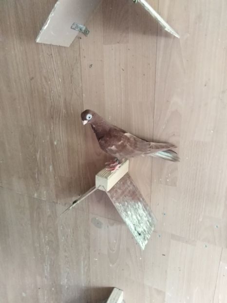  - Jucător de ardeal