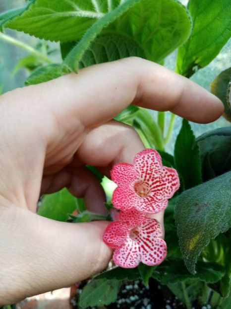 Manchu - Kohleria 2020