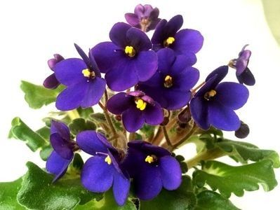 Baby Jay - 1 Disponibile