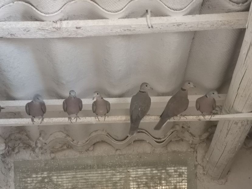 Red dove - Turturele Rosii Red Dove