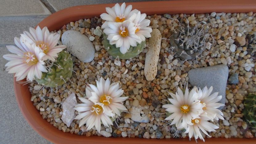 Turbinicarpus hb. - Cactusi 2020 evolutie vara bis