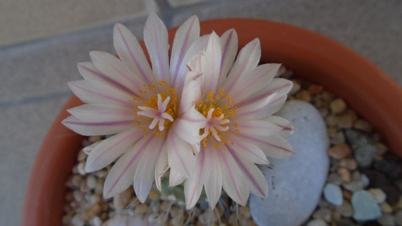 Turbinicarpus hb. - Cactusi 2020 evolutie vara bis