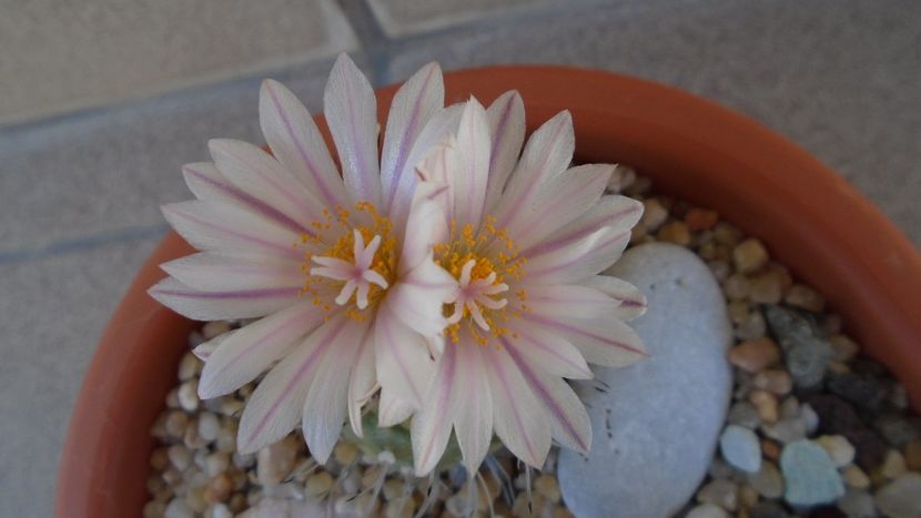 Turbinicarpus hb. - Cactusi 2020 evolutie vara bis