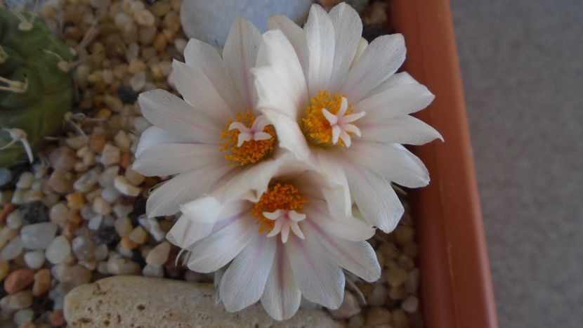 Turbinicarpus hb. - Cactusi 2020 evolutie vara bis
