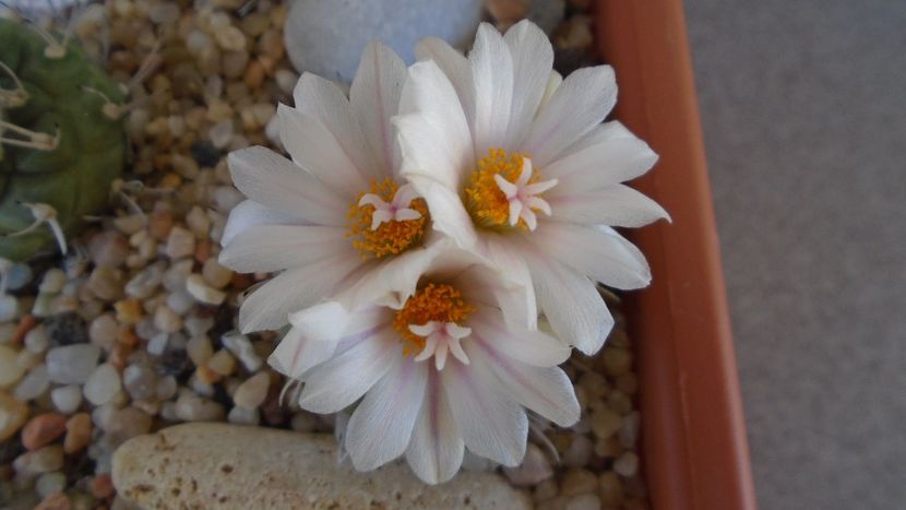 Turbinicarpus hb. - Cactusi 2020 evolutie vara bis