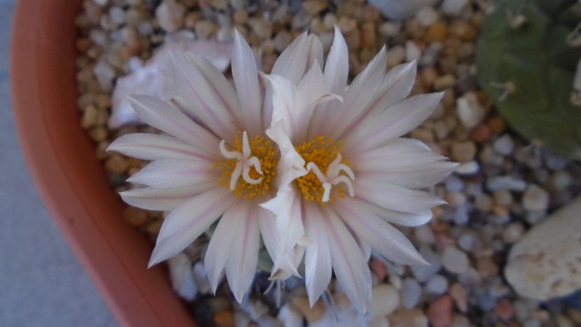 Turbinicarpus hb. - Cactusi 2020 evolutie vara bis