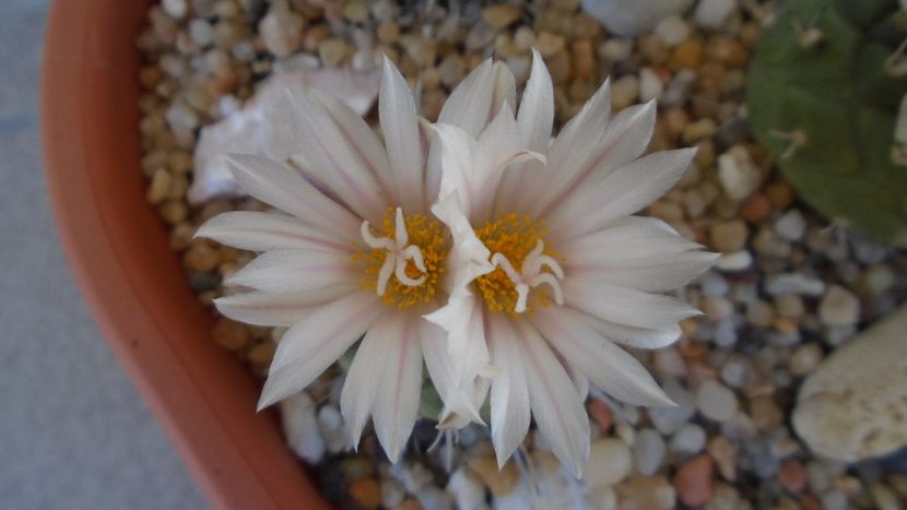 Turbinicarpus hb. - Cactusi 2020 evolutie vara bis