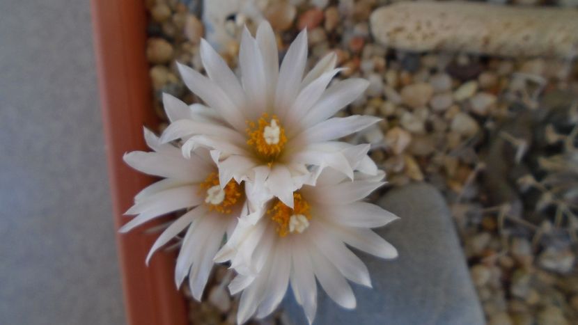 Turbinicarpus hb. - Cactusi 2020 evolutie vara bis
