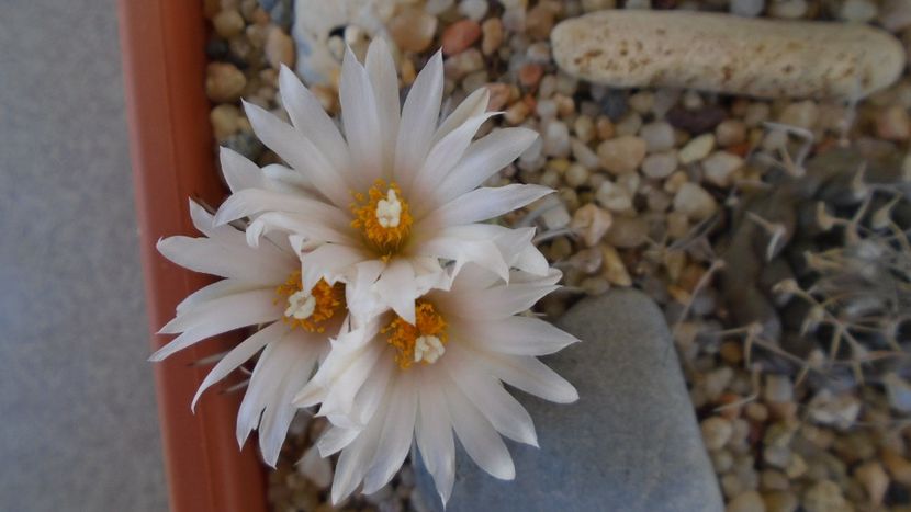 Turbinicarpus hb. - Cactusi 2020 evolutie vara bis