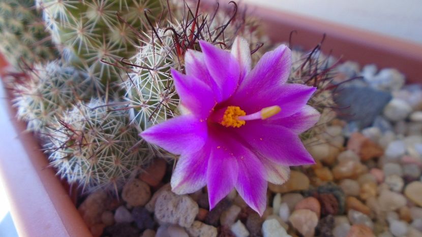 Mammillaria fraileana - Cactusi 2020 evolutie vara bis