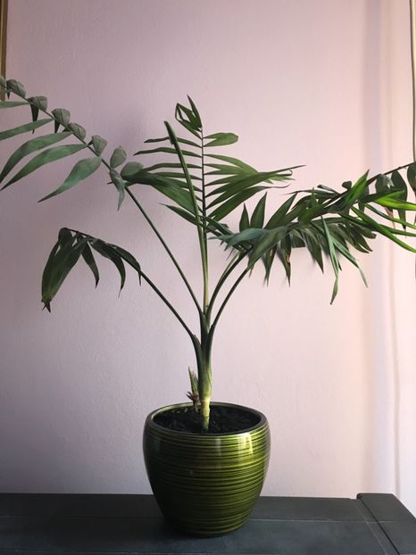 Areca - Alte plante