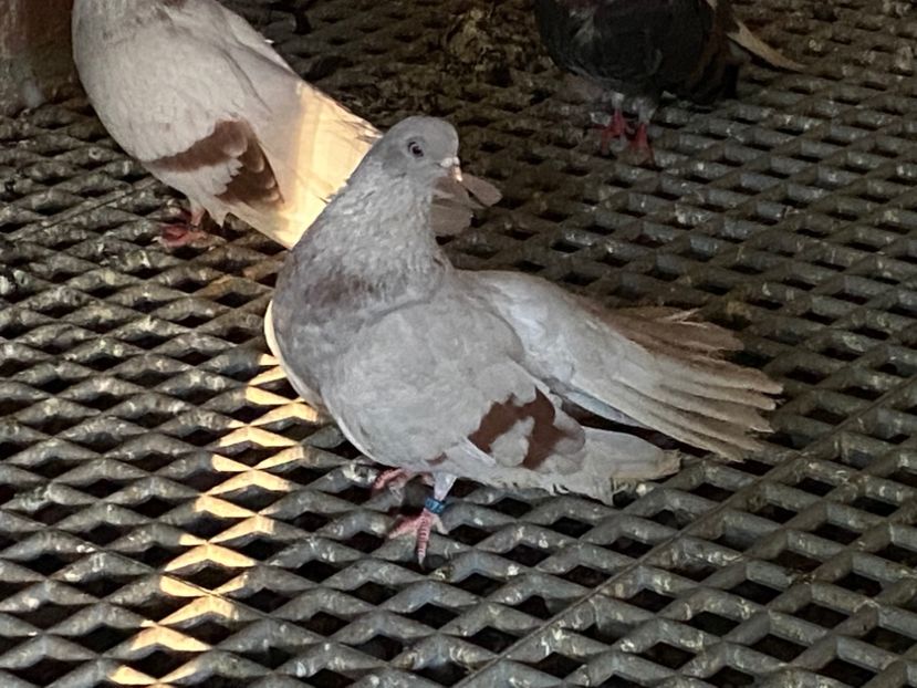 D76E5FE0-947D-49BD-A98E-2A5F153FD330 - Zburători Argintii