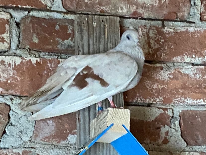 38C17E03-7784-4050-94DA-F3B79C6A134E - Zburători Argintii