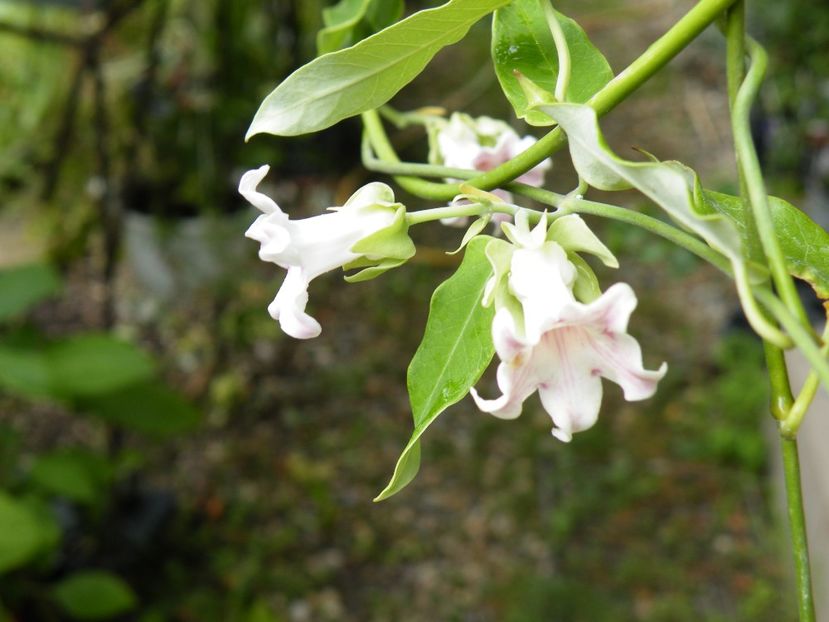 araujia seracifera - 2020