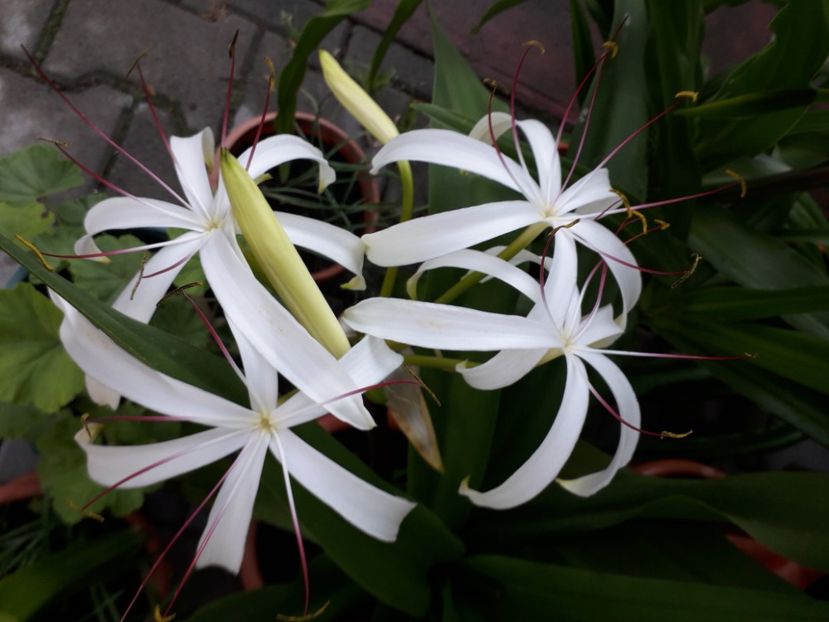 20200901_072419[1] - crinum americanum