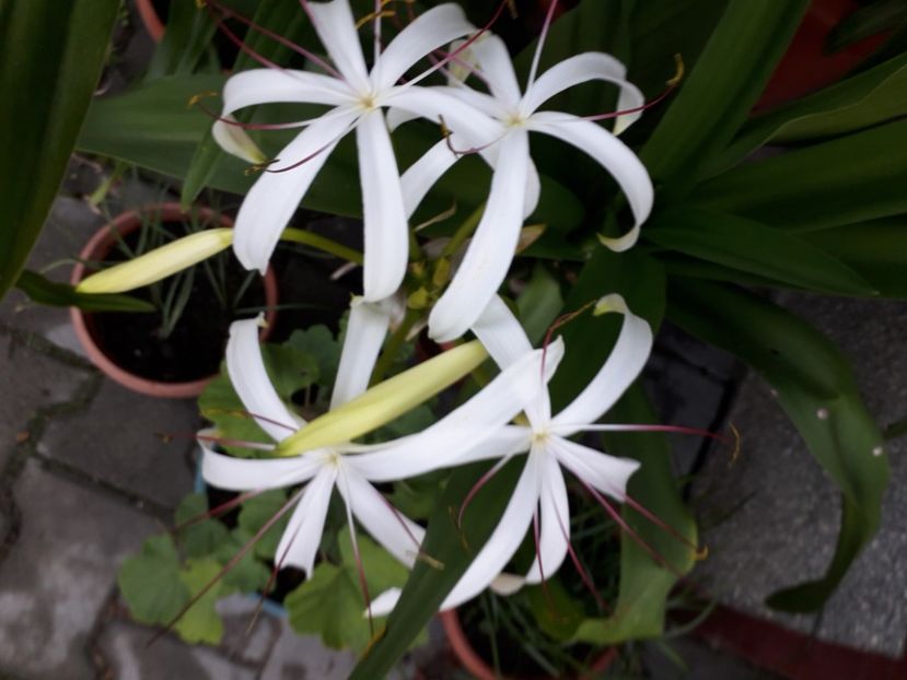 20200901_072424[1] - crinum americanum