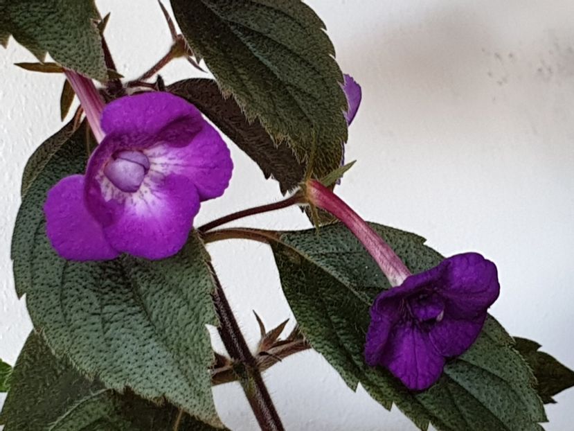 Violaceea Semiplena - Achimenes 2020