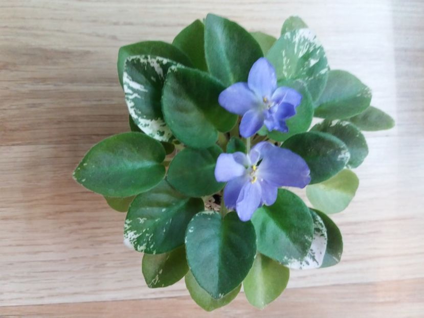  - Shirl s Bright Sky