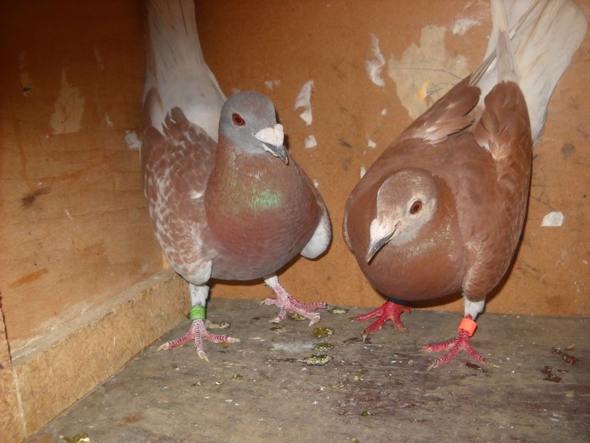  - PORUMBEI VANDUTI 2