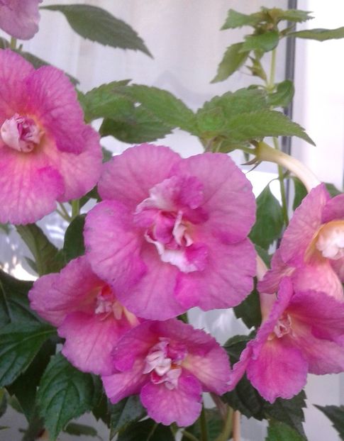  - Achimenes Nia 2020