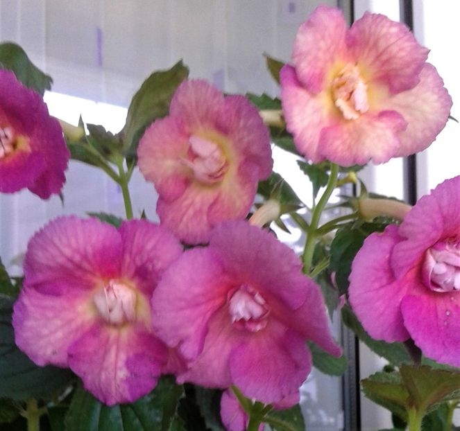  - Achimenes Nia 2020