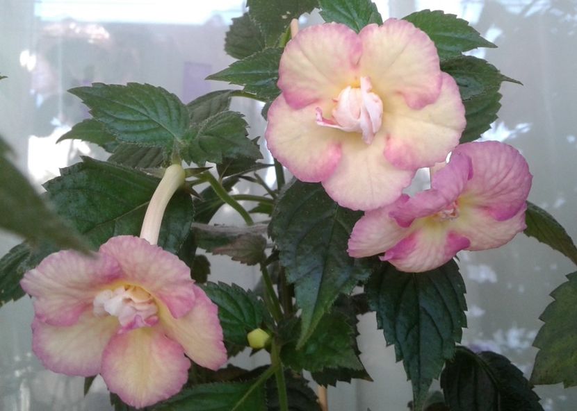  - Achimenes Nia 2020