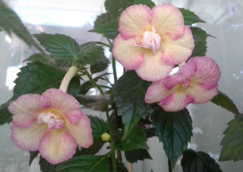  - Achimenes Nia 2020