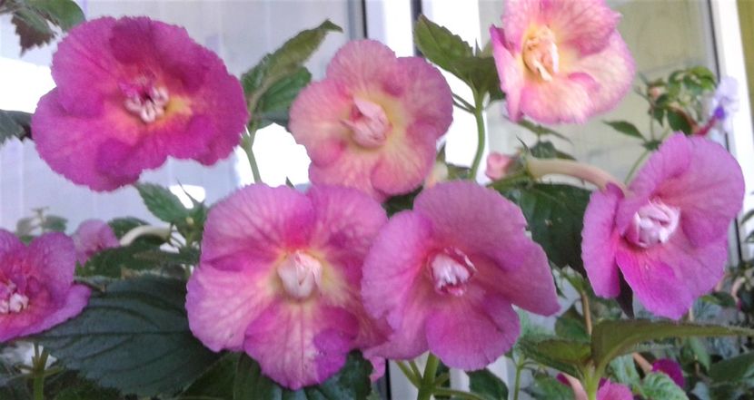  - Achimenes Nia 2020