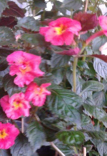  - colectia mea de achimenes 001 2020