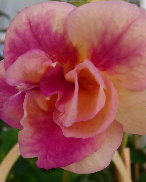  - colectia mea de achimenes 001 2020