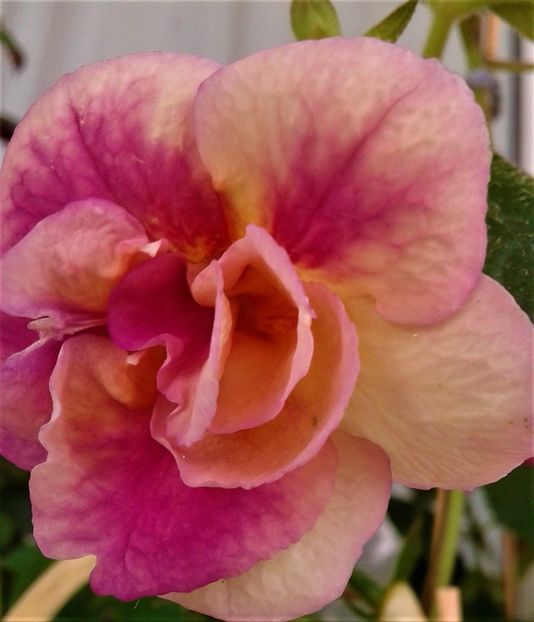  - colectia mea de achimenes 001 2020